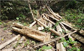 Gia Lai: Khởi tố vụ án chặt hạ 150 cây rừng ở Kông Chro