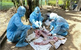 Bộ Y tế khuyến cáo các biện pháp phòng lây nhiễm liên cầu lợn sang người
