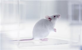 Tạo ra chuột con từ 2 chuột đực - bước đột phá mới cho điều trị vô sinh ở người