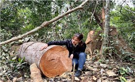 Gia Lai: Khởi tố vụ án, chuyển hồ sơ sang Công an vụ hàng loạt cây rừng bị cưa hạ ở Kbang