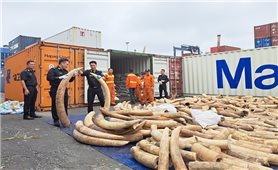 Cục Hải quan Hải Phòng bắt giữ 7 tấn ngà voi được nhập lậu từ châu Phi