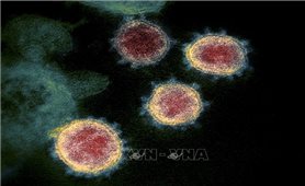 Phát hiện mới về chi tiết cấu trúc của virus SARS-CoV-2