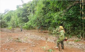 Bình Phước: Bảo vệ nghiêm diện tích rừng hiện có