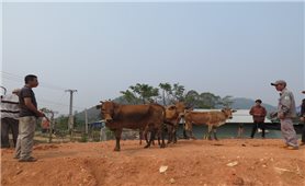 Trao bò cho các hộ nghèo vùng biên Kon Tum