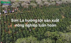 Sơn La hướng tới sản xuất nông nghiệp tuần hoàn