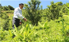 Quảng Ngãi: Ban hành kế hoạch thực hiện Nghị quyết “Tam nông”