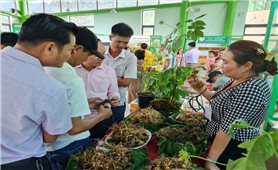 Quảng Nam: Mở cửa phiên chợ sâm Ngọc Linh dịp lễ 1/5 tại Nam Trà My