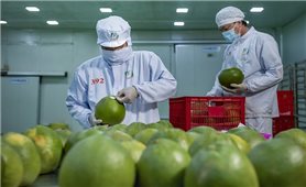 Xuất khẩu rau quả sang Hà Lan tăng trưởng ấn tượng