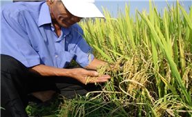 Vĩnh Thạnh (Bình Định): Hỗ trợ giống lúa lai cho đồng bào DTTS