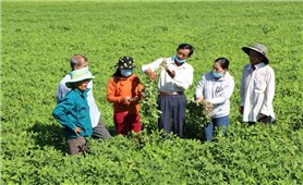 Quảng Ngãi: Đào tạo nghề cho hơn 5.000 người dân nông thôn giai đoạn 2023 - 2025