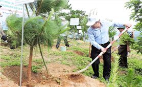 Kon Tum: Trồng 2.500 cây thông nhân dịp Tết trồng cây đời đời nhớ ơn Bác Hồ
