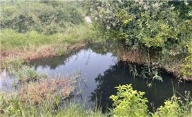 Đắk Nông: Phạt hơn 100 triệu đồng chủ trại heo xả thải ra môi trường