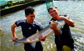 Đam Rông (Lâm Đồng): Lan tỏa phong trào nuôi cá tầm từ một mô hình hợp tác xã
