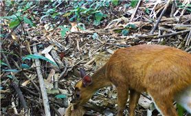 Thanh Hóa: Phát hiện động vật quý hiếm tại Pù Hu