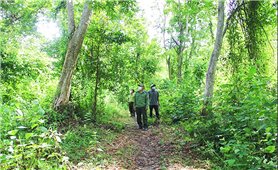 Khánh Hòa: Hiệu quả từ việc giao khoán “rừng quý” cho dân bảo vệ