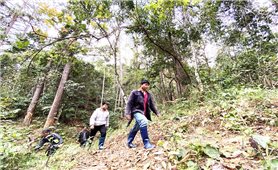 Kon Tum: 401 cán bộ bảo vệ rừng xin nghỉ việc