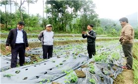 Quảng Nam: Dành hơn 278 tỷ đồng đa dạng hóa sinh kế, phát triển mô hình giảm nghèo giai đoạn 2021 - 2025