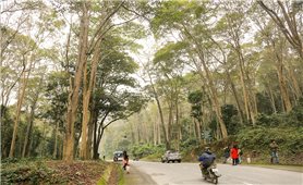 Phát triển kinh tế nông, lâm nghiệp bền vững gắn với bảo vệ rừng và nâng cao thu nhập cho người dân xứ Nghệ: Động lực từ Chương trình MTQG 1719 (Bài 3)