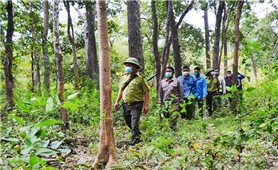 Bảo vệ rừng từ chính sách cho người nhận khoán: Chờ nghị định mới (Bài cuối)