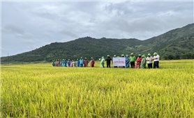 Gia Lai: Hội thảo đầu bờ giống lúa nước chất lượng cao tại Chư Đang Ya