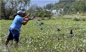Khánh Hòa: Ngăn chặn tình trạng săn bắt chim yến