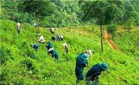 Quảng Bình: Trợ cấp gạo thực hiện bảo vệ và phát triển rừng