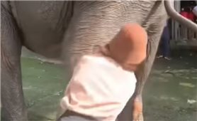 Đắk Lắk: Đùa giỡn với voi, 2 du khách bị voi đá, quật ngã