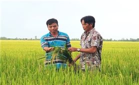 Chuyển đổi chuỗi giá trị lúa gạo ứng phó với biến đổi khí hậu