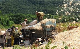 Bình Thuận: Giảm nghèo bền vững từ Chương trình MTQG 1719