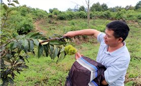 Trùng Khánh (Cao Bằng): Chú trọng phát triển cây ăn quả để nâng cao thu nhập cho người dân
