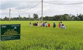 Tổ khuyến nông cộng đồng - Khẳng định vai trò, hiệu quả giúp nông dân phát triển sản xuất