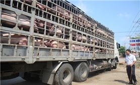Thủ tướng yêu cầu ngăn chặn vận chuyển trái phép động vật, kiểm soát tốt dịch bệnh, bảo đảm nguồn cung thực phẩm