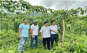 Gia Lai: Các hợp tác xã nông nghiệp cần gắn kết để đi xa hơn