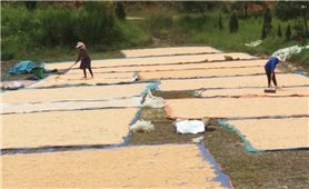 Lào Cai: Hỗ trợ nông dân gần 26 tấn giống ngô khắc phục hậu quả hạn hán