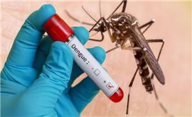 Hướng dẫn chẩn đoán, điều trị sốt xuất huyết Dengue
