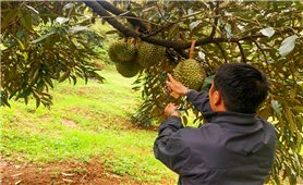Đắk Nông: Bắt 2 đối tượng trộm 700 quả sầu riêng