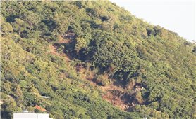 Bà Rịa - Vũng Tàu: Kiểm tra, xử lý vụ chặt hạ cây trên núi Nhỏ