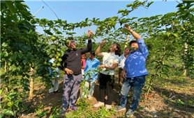 Lai Châu: Hiệu quả trồng chanh leo trên đất dốc