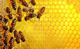 Biện pháp nuôi ong lấy mật hiệu quả cao