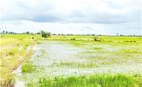 Đắk Lắk: Hơn 4.800 ha cây trồng bị ngập lụt