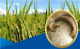 Thủ tướng chỉ thị bảo đảm an ninh lương thực, thúc đẩy sản xuất, xuất khẩu gạo bền vững