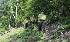 Nhìn lại mô hình cộng đồng tham gia quản lý rừng: Hiệu quả từ sự chung tay (Bài 1)