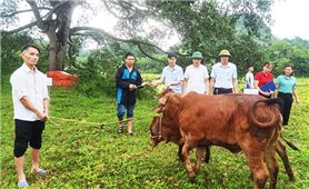 Thái Nguyên: Hỗ trợ trâu, bò giống cho các hộ nghèo