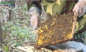 Đồng bào Lự ở Nậm Tăm phát triển kinh tế từ mô hình nuôi ong mật