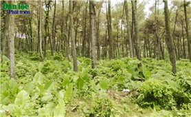 Thanh Hóa: Các huyện miền núi nỗ lực giữ rừng mùa nắng nóng