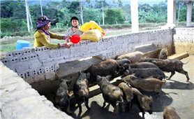 Quảng Nam: Giảm 1,06% hộ nghèo đa chiều năm 2023