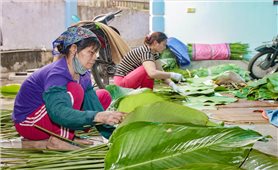 Làng nghề trồng lá dong hàng trăm năm tuổi ở Hà Nội vào vụ Tết