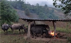 Nhiều trâu bò bị chết rét tại các huyện miền núi cao Nghệ An