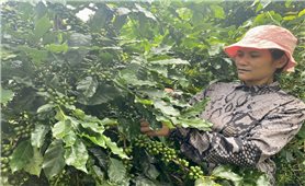 Kon Tum: Khôi phục và phát triển cây cà phê xứ lạnh giúp đồng bào DTTS tăng thu nhập