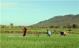 Bác Ái (Ninh Thuận) chú trọng giảm nghèo trong đồng bào DTTS